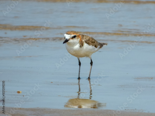 Red-capped Plover - Anarhynchus ruficapillus in Australia photo