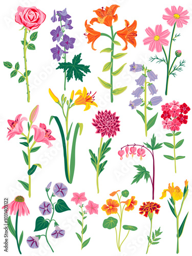 garden flowers, vector drawing flowering plants at white background, set of floral elements, hand drawn botanical illustration