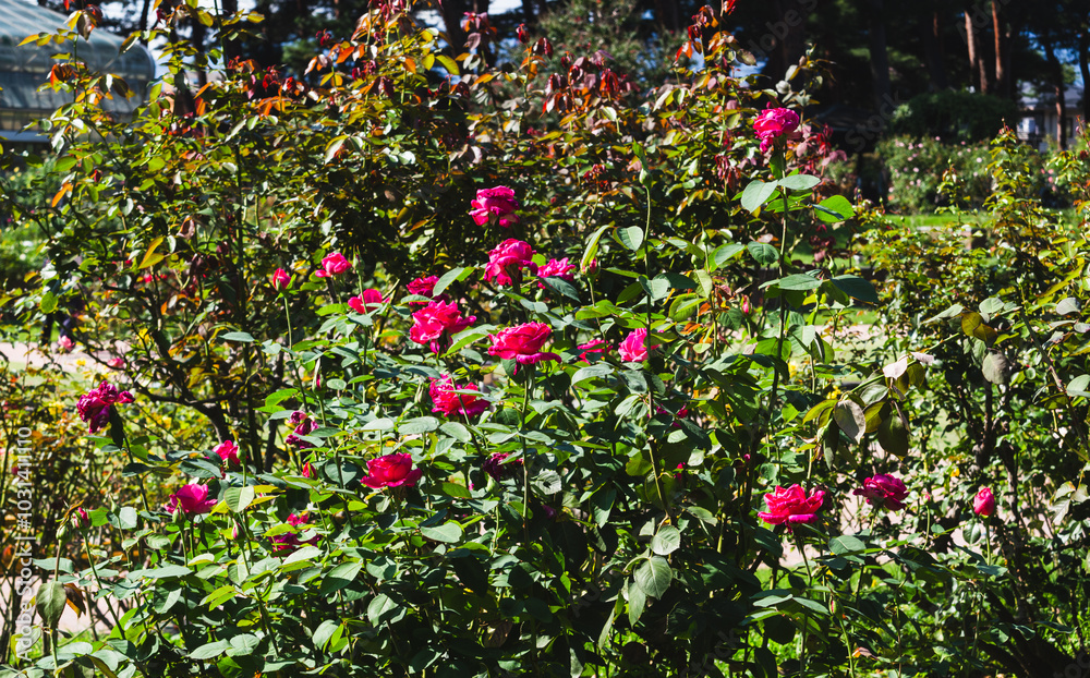 前橋バラ園 秋の薔薇の花 前橋バラ園 秋の薔薇の花