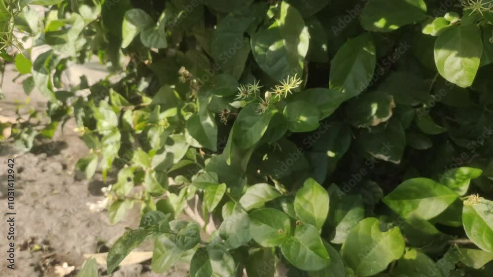 An old woman's hand picking white jasmine or Jasminum sambac flowers in the garden. An old woman's hand picking white jasmine or Jasminum sambac flowers in the garden.