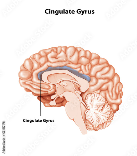 Cingulate Gyrus Brain anatomy medical illustration 