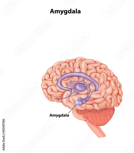 Amygdala Brain anatomy medical illustration 