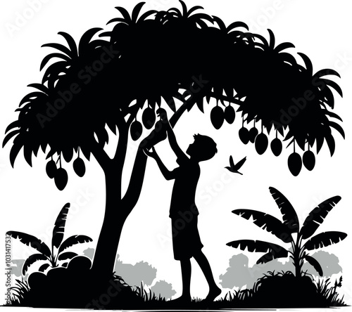 A boy is picking mangoes from a mango tree,silhouette,vector 