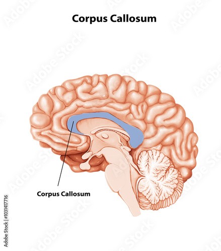 Corpus Callosum Brain anatomy medical illustration