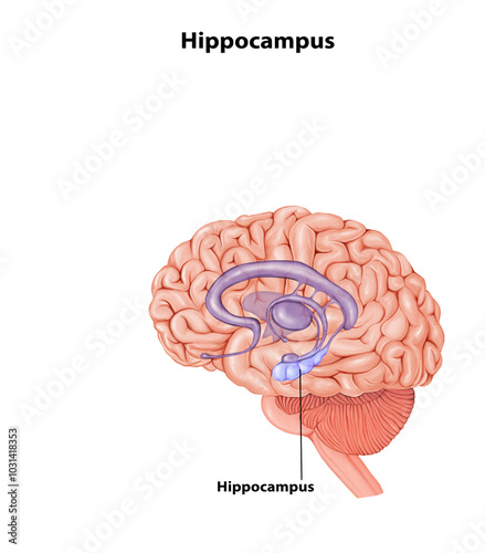 Hippocampus Brain anatomy medical illustration 