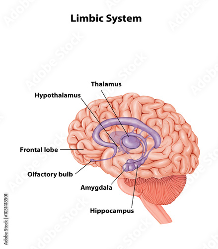 Limbic System Brain anatomy medical illustration 