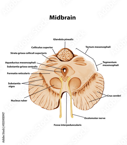Midbrain Medical human Brain anatomy illustration 