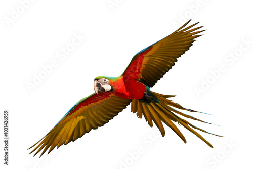 Fototapeta Naklejka Na Ścianę i Meble -  Colorful flying Harlequin Macaw parrot isolated on transparent background png file