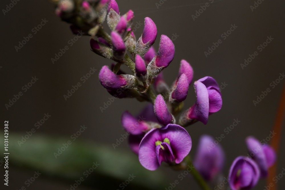 purple australian native hardenbergia flowers purple australian native hardenbergia flowers