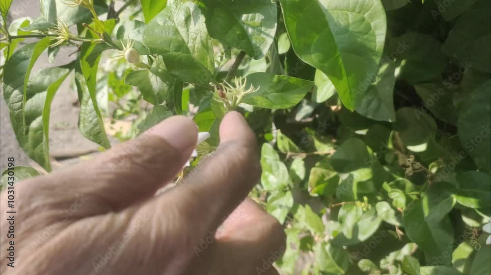 An old woman's hand picking white jasmine or Jasminum sambac flowers in the garden. An old woman's hand picking white jasmine or Jasminum sambac flowers in the garden.