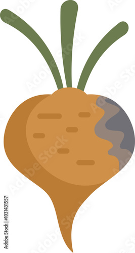 Sugar beet root with mold growing on it, showing spoilage