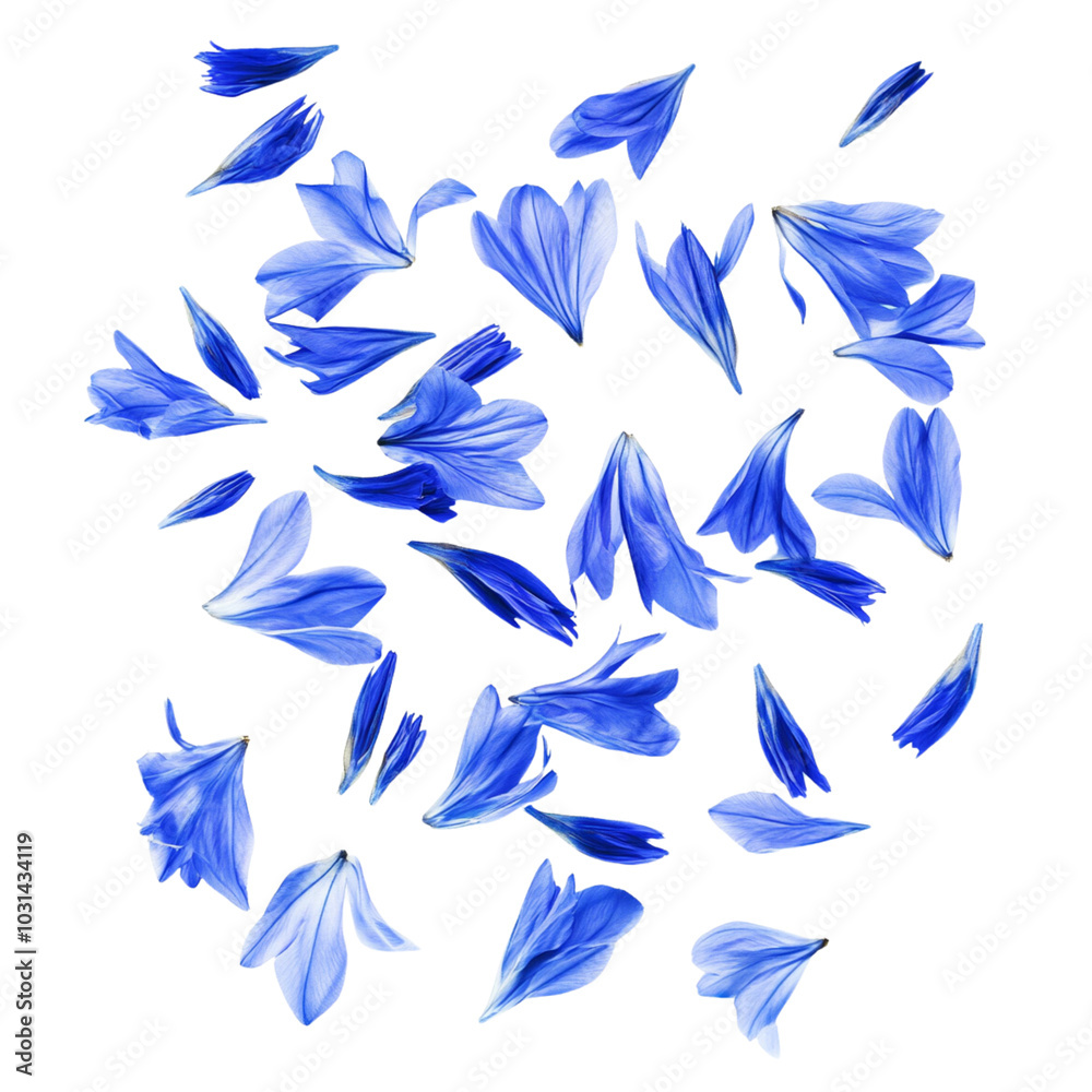 Cornflower petals on a white background Cornflower petals on a white background