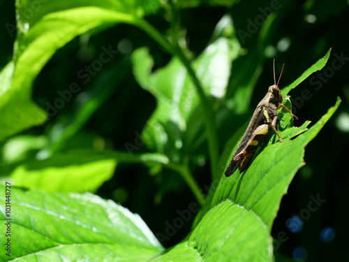 Bombay locust ( Patanga succincta ) is biting and eating green leaf on tree plant, Grasshopper as agricultural pest photo