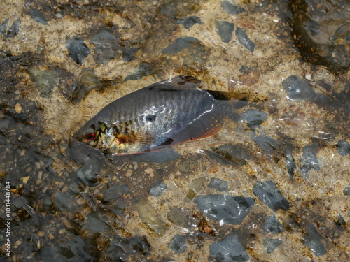 Three spot gourami fish in clear flowing water, Important aquacultured freshwater species in Thailand  photo