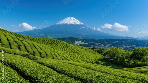 Verdant green tea fields with the iconic Mount Fuji in the distance, creating a scenic blend of agriculture and nature.
