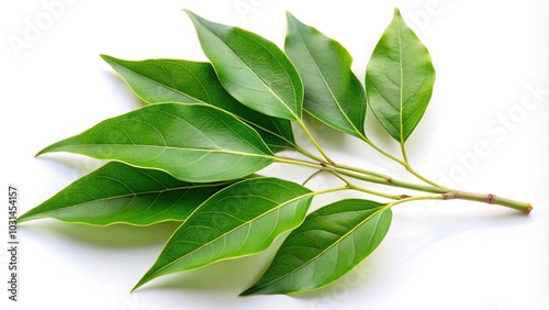 Branch of camphor tree with green leaves isolated on white background, clipping path included