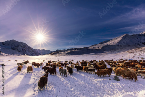 sheep in the snow where Beautiful scenery in the snow-covered mountain peaks with trees, rocks, and an overcast sky in northern Pakistan. photo