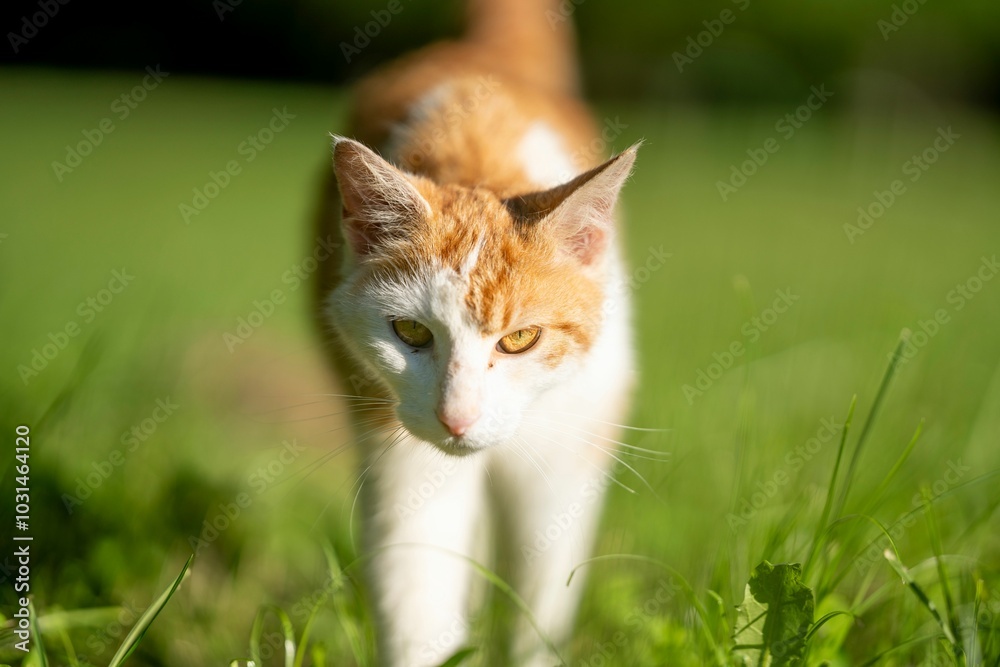 Close-up of an orange and white cat walking on green grass in a sunny outdoor setting Close-up of an orange and white cat walking on green grass in a sunny outdoor setting