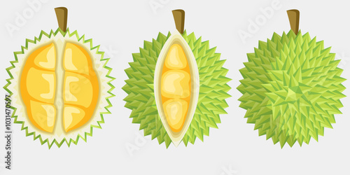 durian fruit illustration design collection in flat design