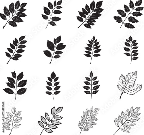 Collection of rowan tree leaf clean simple vector silhouette black