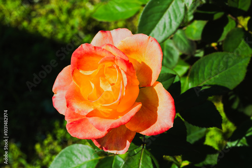 前橋バラ園　秋の薔薇の花 photo