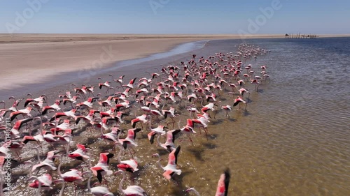 Aerial drone view of some flamingos flying in a lake in Namibia, Africa