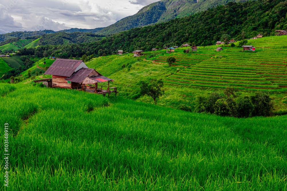 The close background of the green rice fields, the seedlings that are growing, are seen in rural areas as the main occupation of rice farmers who grow rice for sale or living. The close background of the green rice fields, the seedlings that are growing, are seen in rural areas as the main occupation of rice farmers who grow rice for sale or living.