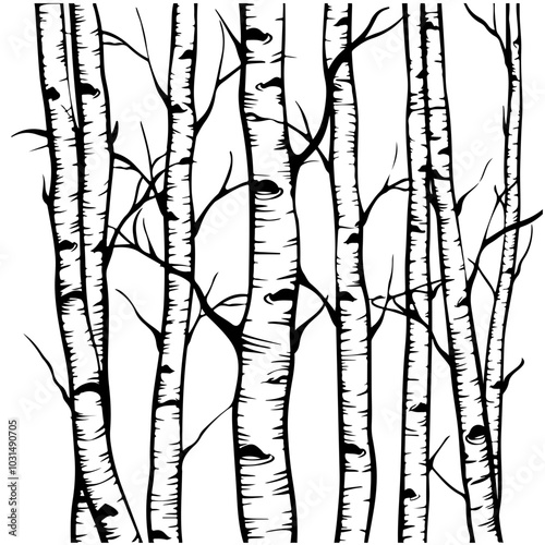 Birch