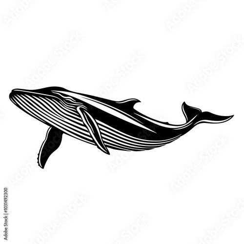 Brydes Whale