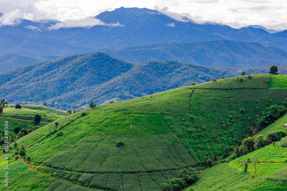 The close background of the green rice fields, the seedlings that are growing, are seen in rural areas as the main occupation of rice farmers who grow rice for sale or living.