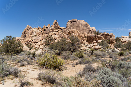 Joshua Trees in a Desert, Joshua Tree National Park, USA, California