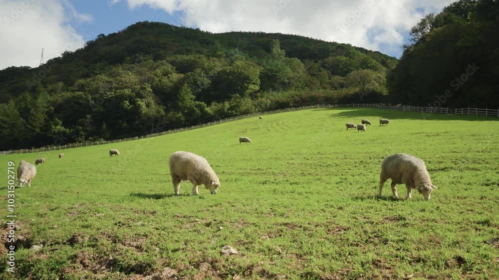 Merino Woolly Sheep Herd Grazing Grass on Huge Mountain Slope Field Enclossure on Sunny Day - Pan Slow motion. Some Animals in Foreground and Many in Background Merino Woolly Sheep Herd Grazing Grass on Huge Mountain Slope Field Enclossure on Sunny Day - Pan Slow motion. Some Animals in Foreground and Many in Background