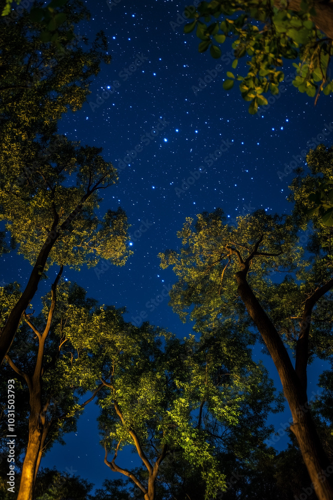 Trees Under a Starry Night Sky. Trees Under a Starry Night Sky.