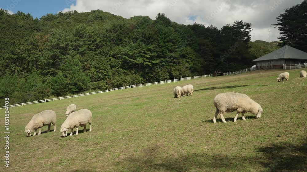 Merino Sheep Herd Grazing Grass on Mountain Slope Meadow in Big Ranch Land - Wide Angle Slow Motion Merino Sheep Herd Grazing Grass on Mountain Slope Meadow in Big Ranch Land - Wide Angle Slow Motion