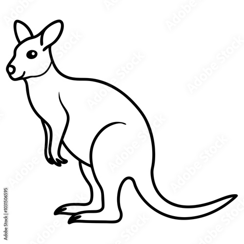 kangaroo illustration
