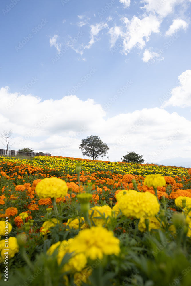 マリーゴールドの花畑 マリーゴールドの花畑