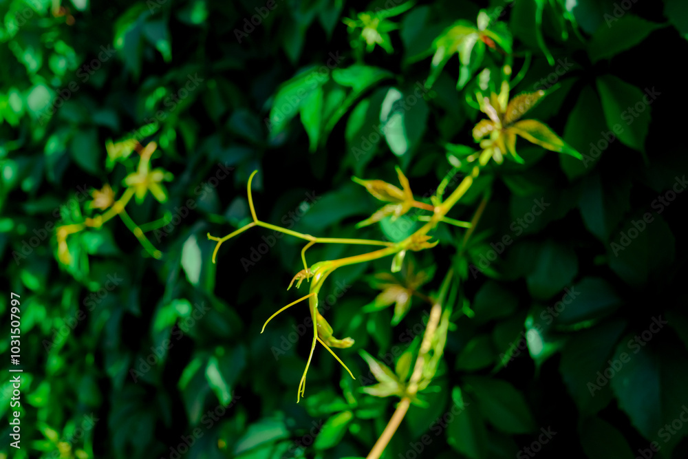 Lush green leaves climbing a wall in a sunlit garden during springtime Lush green leaves climbing a wall in a sunlit garden during springtime