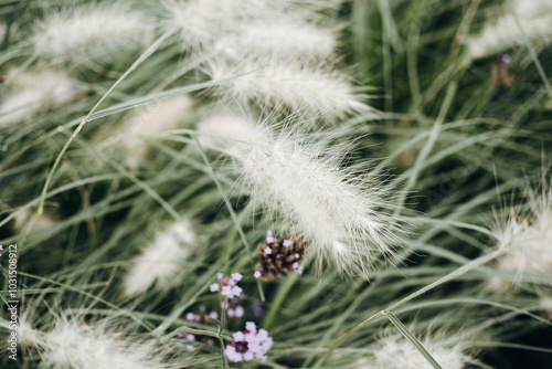 Soft grass sways gently in the breeze under bright daylight in a serene outdoor setting