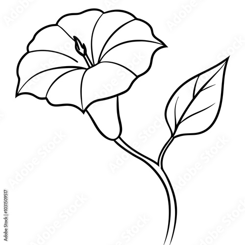 Morning glory line art vector illustration