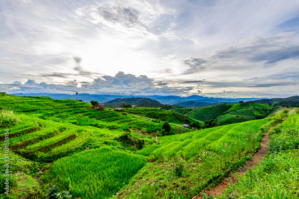 The close background of the green rice fields, the seedlings that are growing, are seen in rural areas as the main occupation of rice farmers who grow rice for sale or living. The close background of the green rice fields, the seedlings that are growing, are seen in rural areas as the main occupation of rice farmers who grow rice for sale or living.