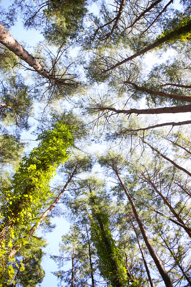 Obraz premium botanical background of green forest and blue sky