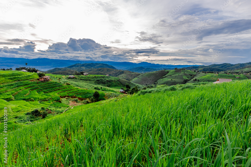 The close background of the green rice fields, the seedlings that are growing, are seen in rural areas as the main occupation of rice farmers who grow rice for sale or living. The close background of the green rice fields, the seedlings that are growing, are seen in rural areas as the main occupation of rice farmers who grow rice for sale or living.