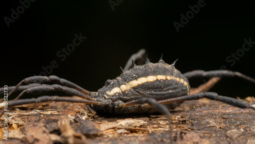 harvestman in the wild state
