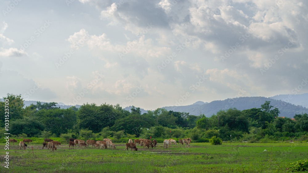 Beautiful grassland view with a herd of cows Beautiful grassland view with a herd of cows