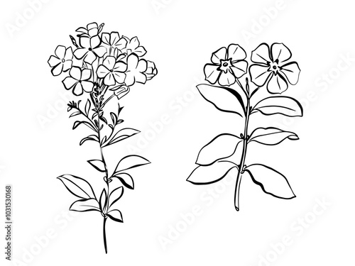 Phlox Flower with leaves. Isolated vector botanical illustration: retro, vintage, hand drawn, black and white, outline. For wedding invitation, card, print, tattoo. Beautiful vector illustration of a 