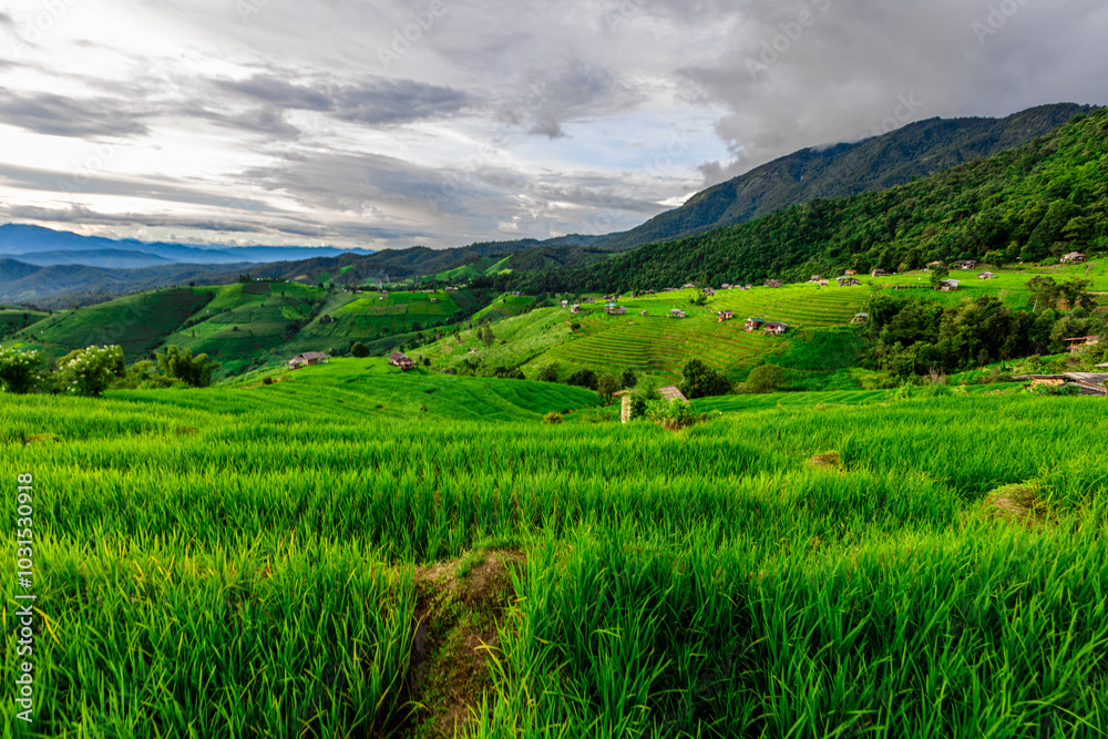 The close background of the green rice fields, the seedlings that are growing, are seen in rural areas as the main occupation of rice farmers who grow rice for sale or living. The close background of the green rice fields, the seedlings that are growing, are seen in rural areas as the main occupation of rice farmers who grow rice for sale or living.