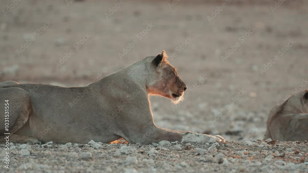 A group of family lions relaxing and drinking water from a well on a hot and sunny day in Etosha National Park, Namibia, Africa A group of family lions relaxing and drinking water from a well on a hot and sunny day in Etosha National Park, Namibia, Africa