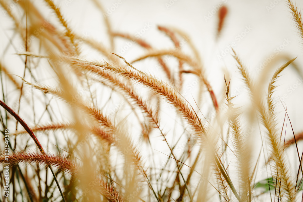 Fototapeta premium A field of tall grass with a few brown and yellow flowers. The grass is tall and the flowers are small, giving the scene a rustic and natural feel. The sun is shining brightly