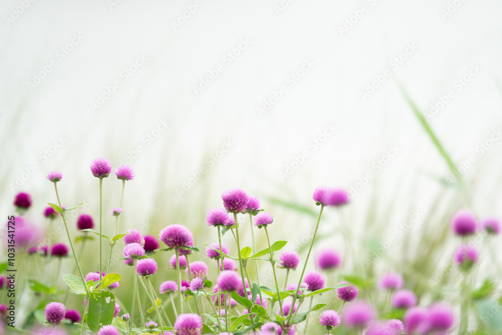 Fototapeta premium A field of pink flowers with a white background. The flowers are scattered throughout the field, with some closer to the foreground and others further back