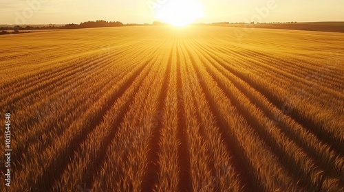 Golden Wheat Field at Sunset with Long Shadows